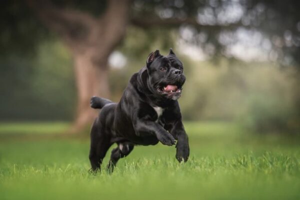 Cane Corso Running