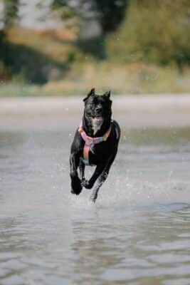Cane Corso Running Fast