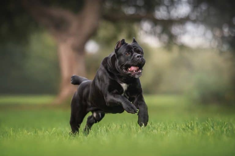 Cane Corso Running