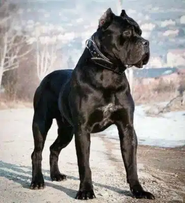 Cane Corso on Alert