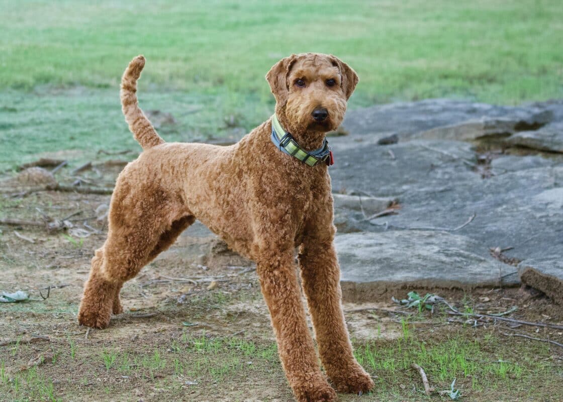 Airedale Terrier Collection Featured Image