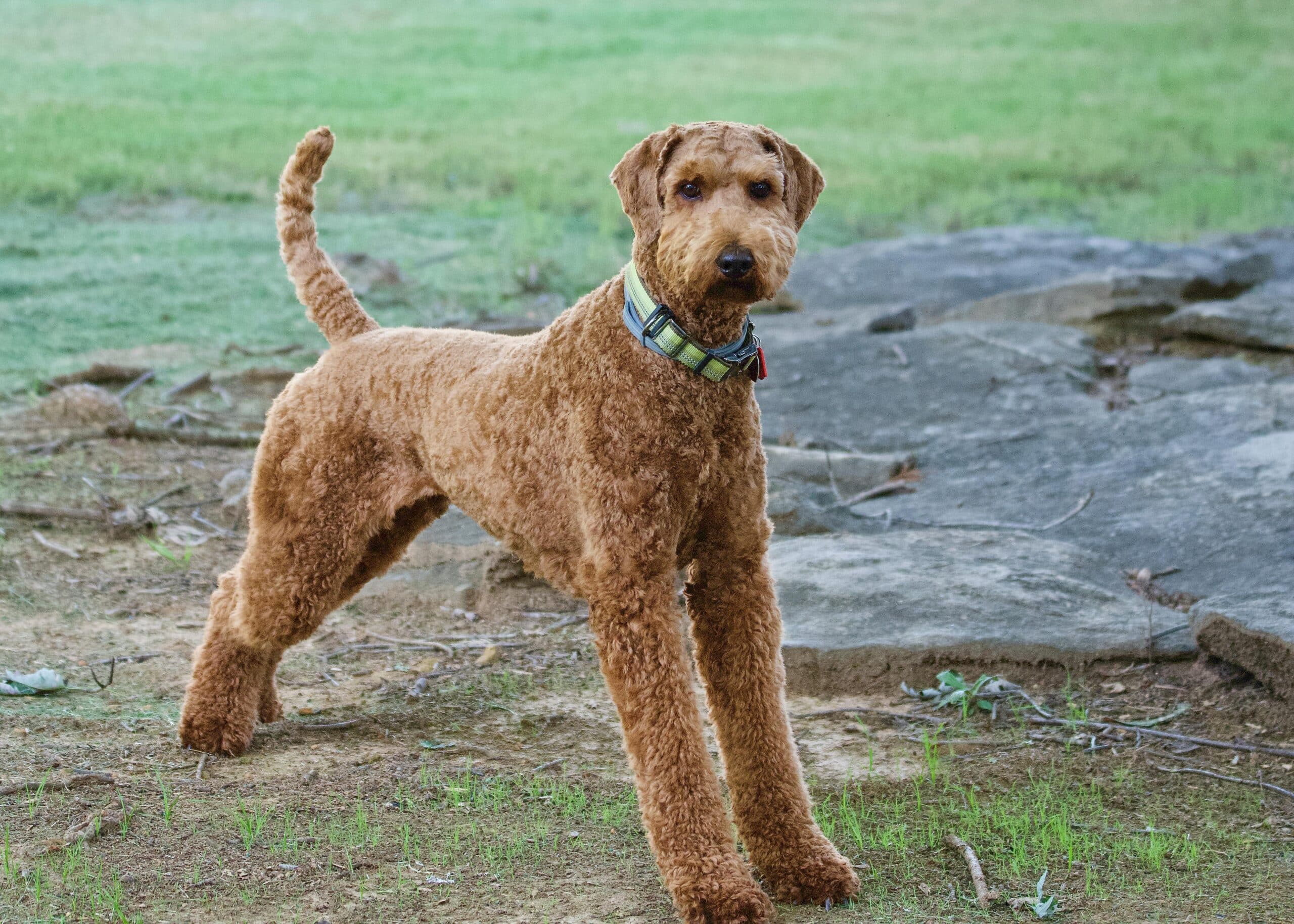 Airedale Terrier Collection Featured Image